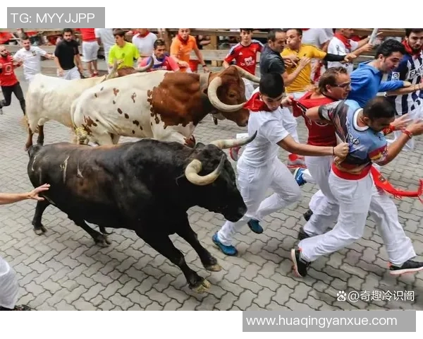 你不知道的公牛:十大冷知识大揭秘 你不知道的公牛:十大冷知识大揭秘